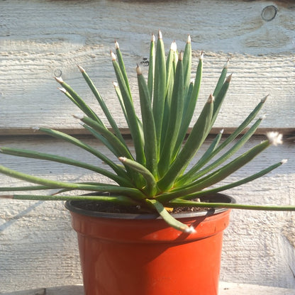 Agave albopilosa, diam. 30 cm