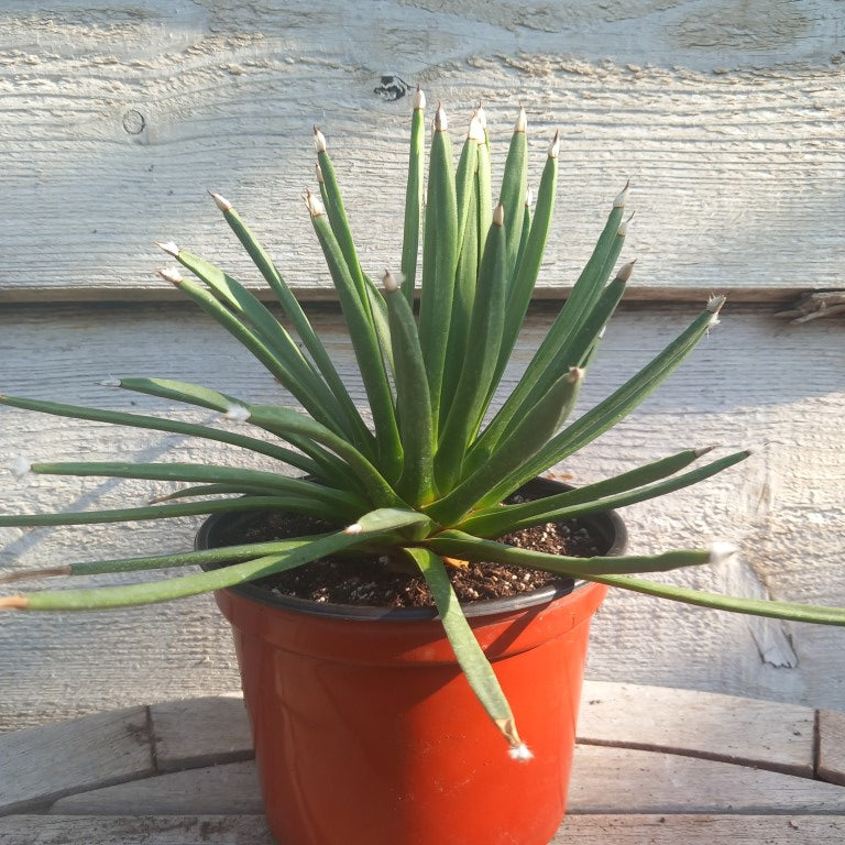 Agave albopilosa, diam. 30 cm