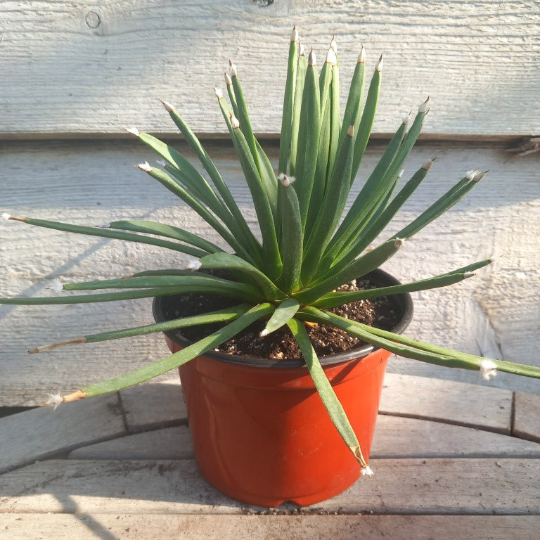 Agave albopilosa, diam. 30 cm