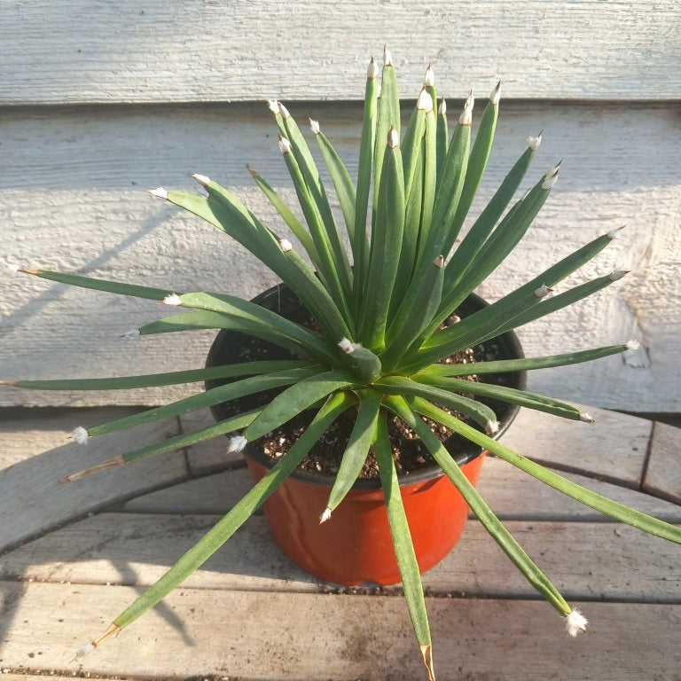 Agave albopilosa, diam. 30 cm