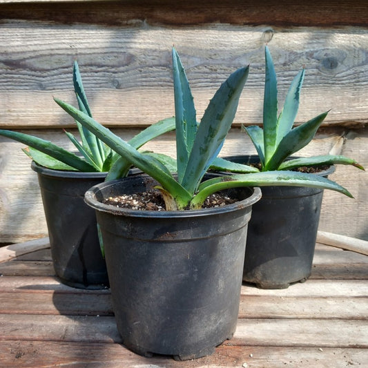 Agave americana, total ± 30 cm, pot Ø 16 cm