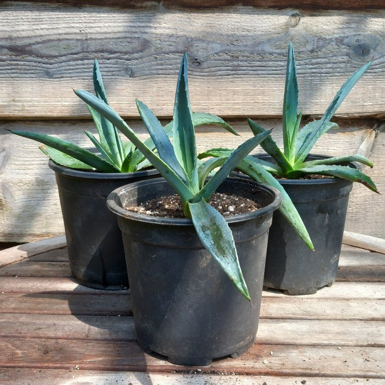 Agave americana, total ± 30 cm, pot Ø 16 cm