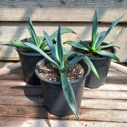 Agave americana, total ± 30 cm, pot Ø 16 cm