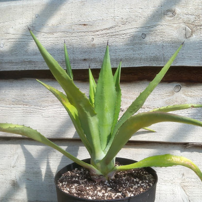 Agave fourcroydes