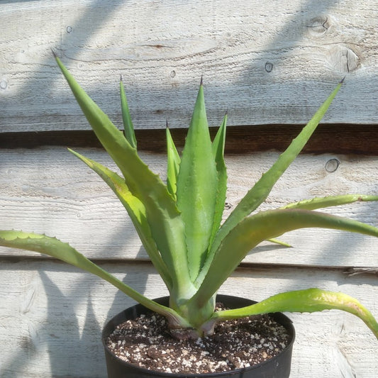 Agave fourcroydes