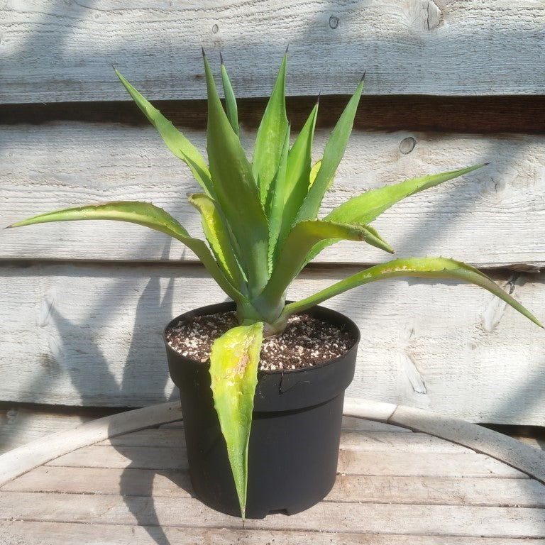 Agave fourcroydes