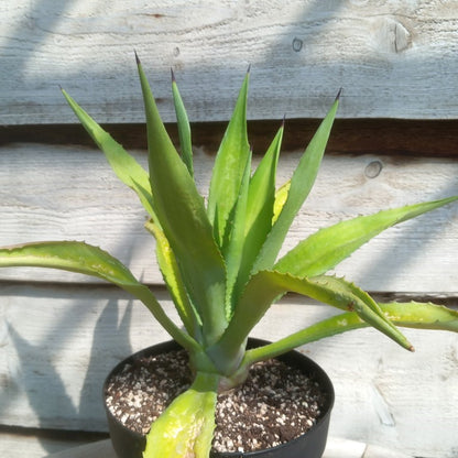 Agave fourcroydes