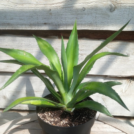 Agave fourcroydes