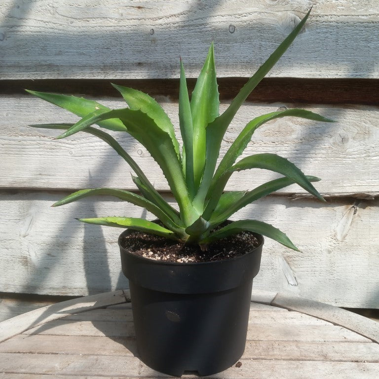 Agave fourcroydes