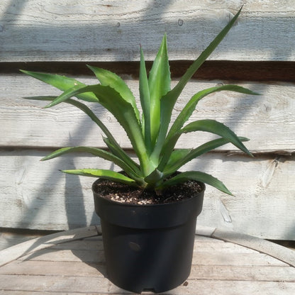 Agave fourcroydes