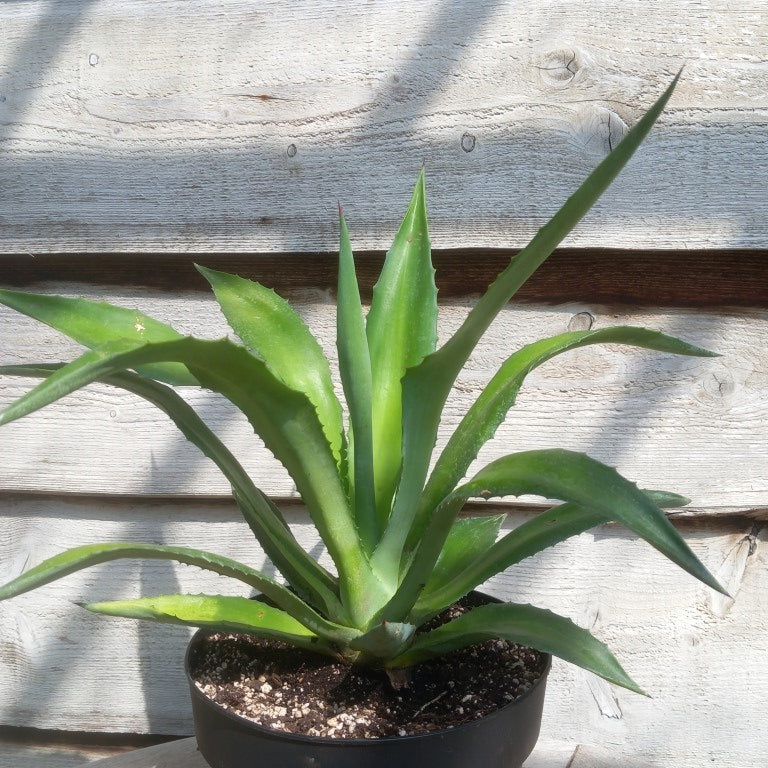 Agave fourcroydes