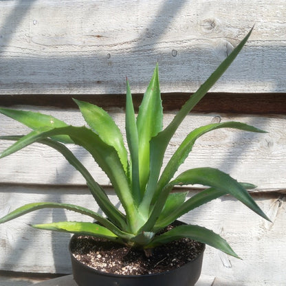 Agave fourcroydes