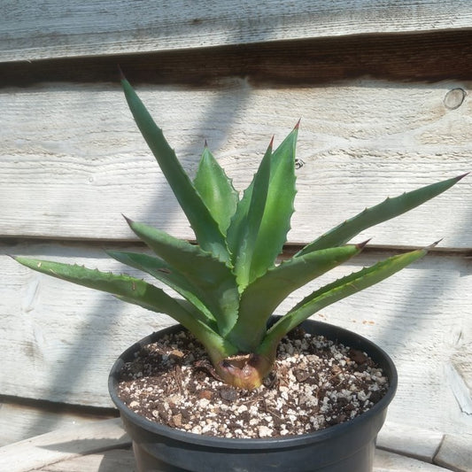 Agave fourcroydes