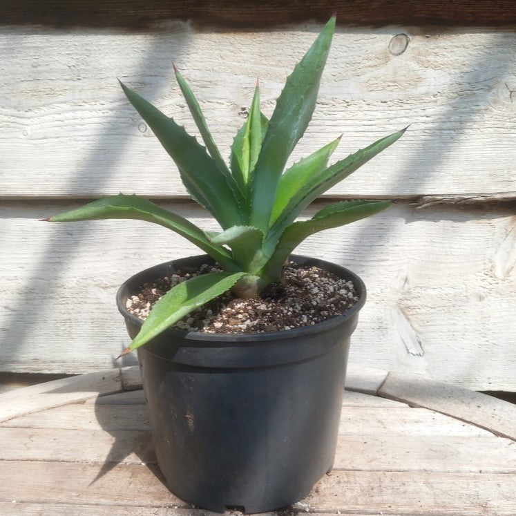 Agave fourcroydes