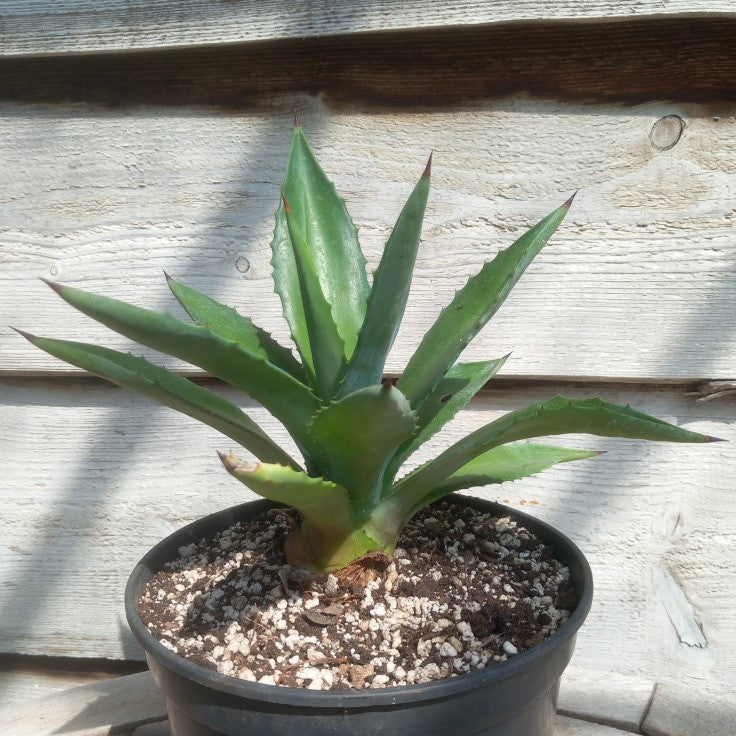Agave fourcroydes