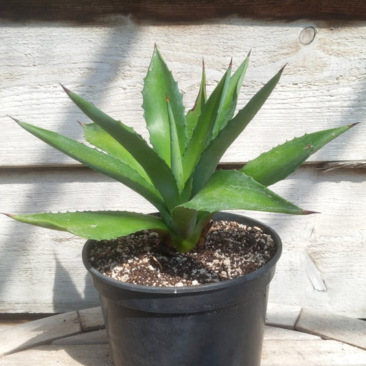 Agave fourcroydes