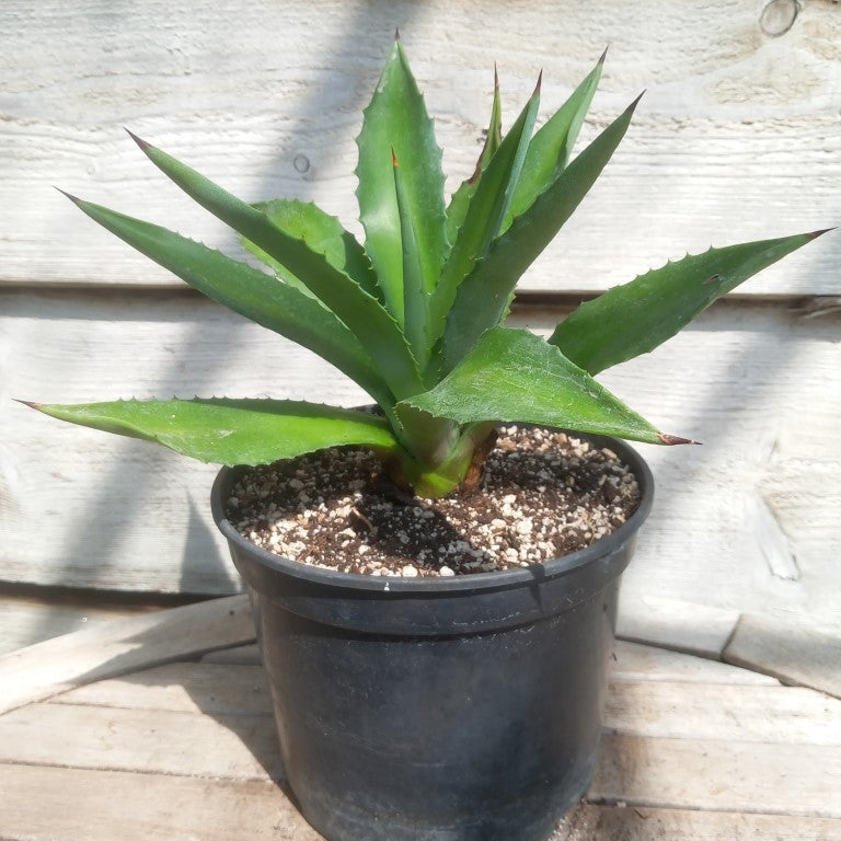 Agave fourcroydes