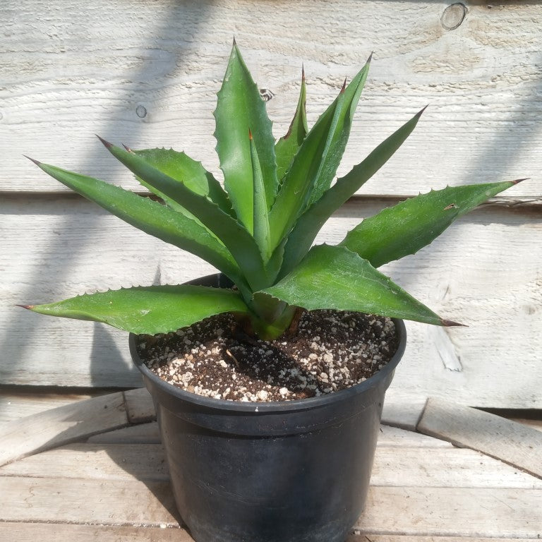 Agave fourcroydes