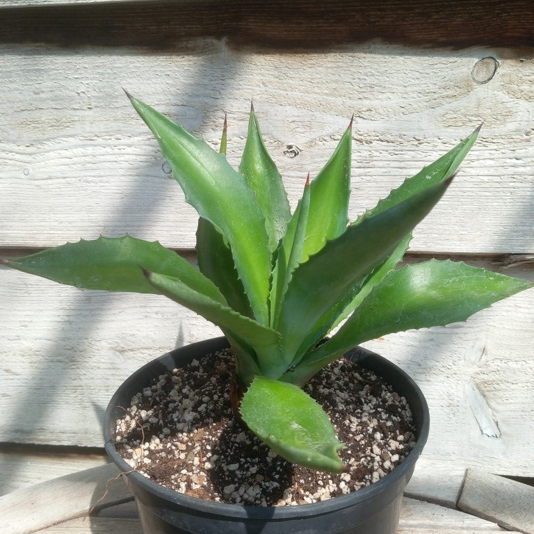 Agave fourcroydes