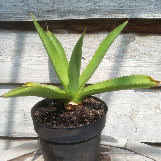 Agave mitis var mitis