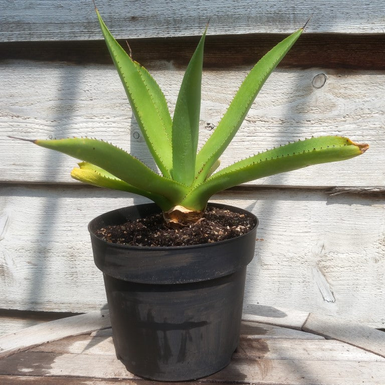 Agave mitis var mitis