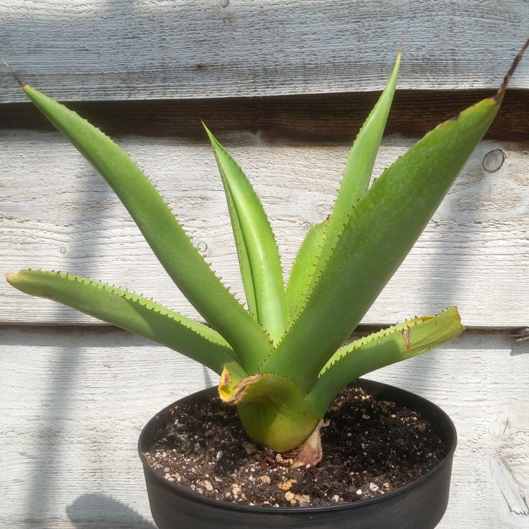 Agave mitis var mitis