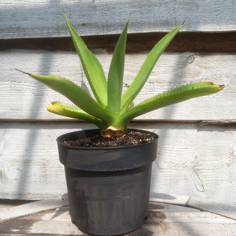 Agave mitis var mitis