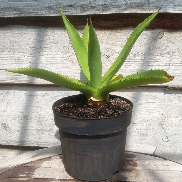 Agave mitis var mitis