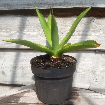Agave mitis var mitis