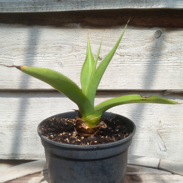 Agave mitis var mitis