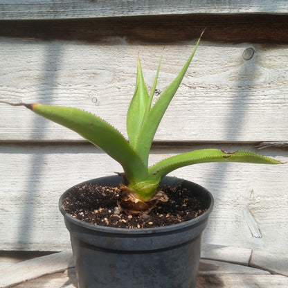 Agave mitis var mitis