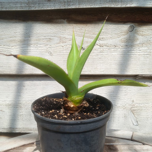 Agave mitis var mitis