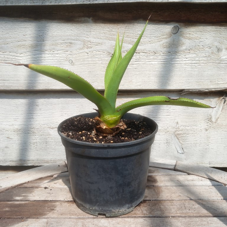 Agave mitis var mitis