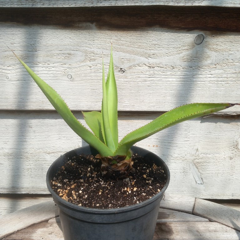 Agave mitis var mitis