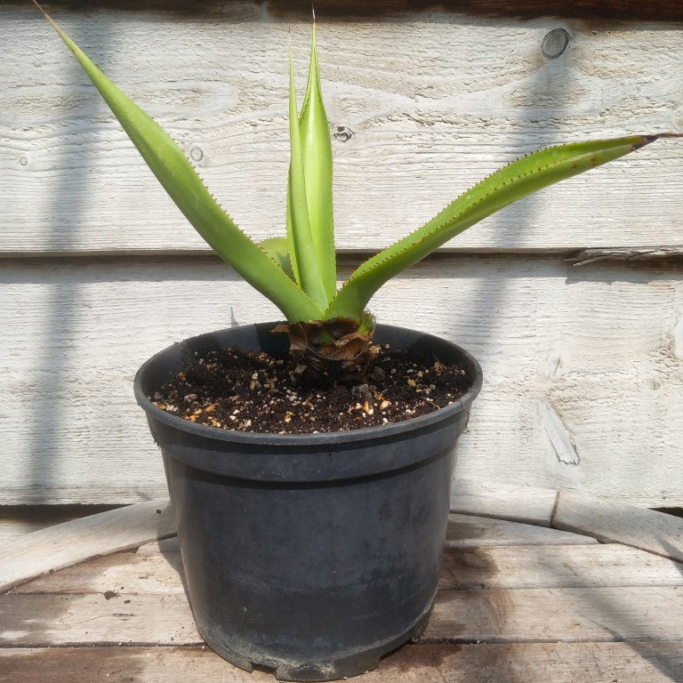 Agave mitis var mitis