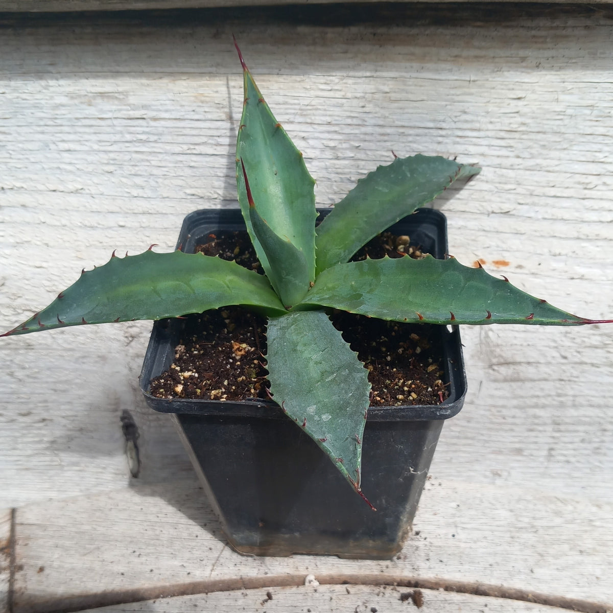 Agave montana P9 pot