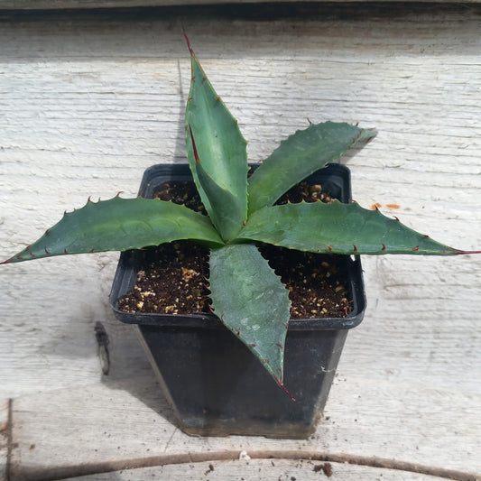Agave montana P9 pot