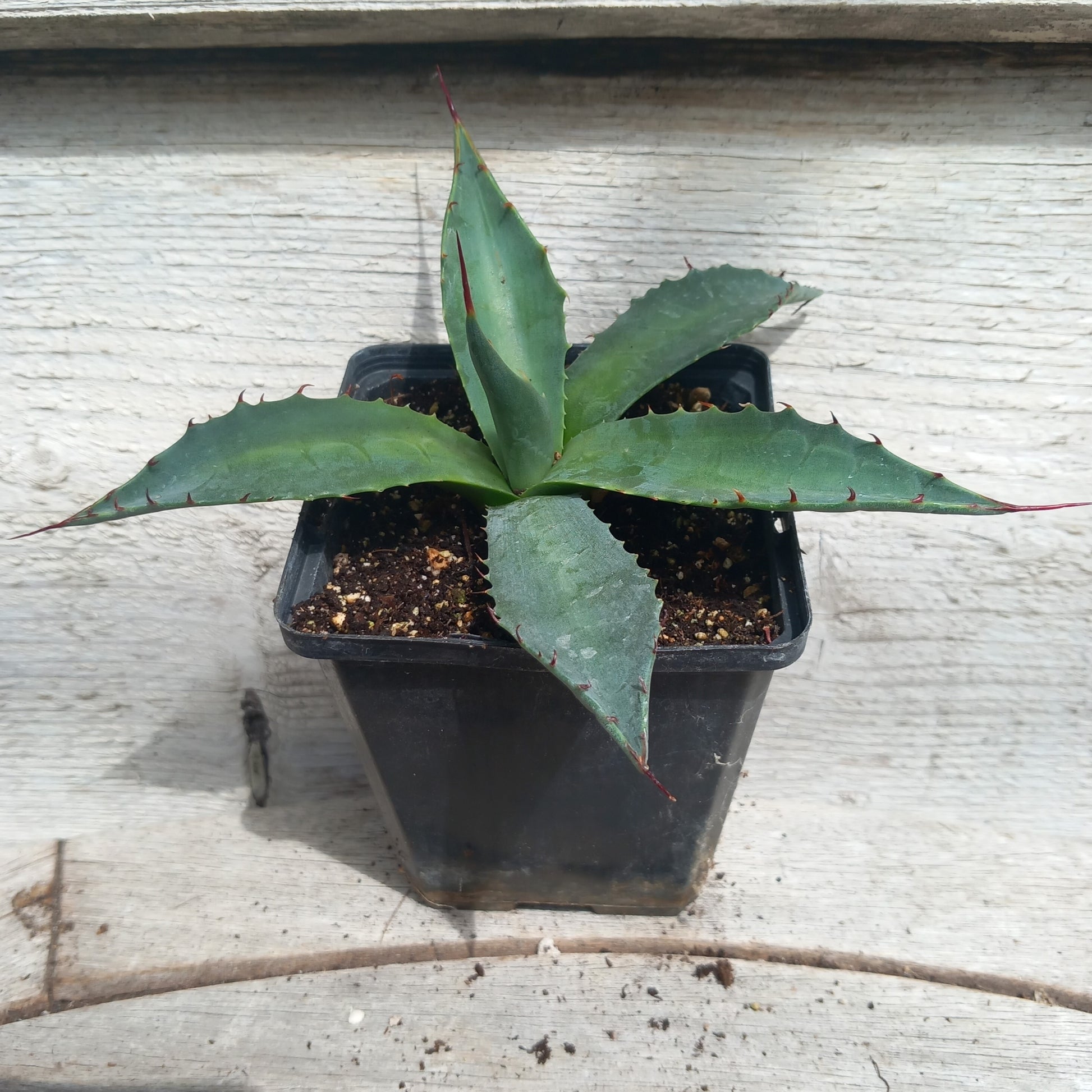 Agave montana P9 pot