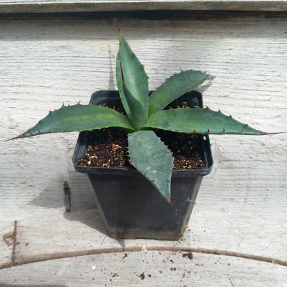 Agave montana P9 pot