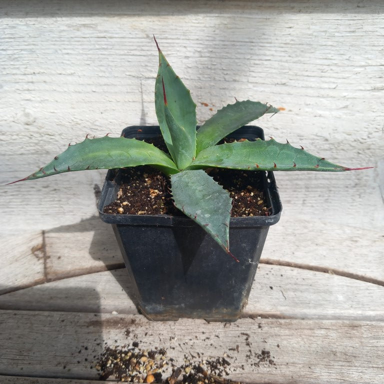 Agave montana P9 pot