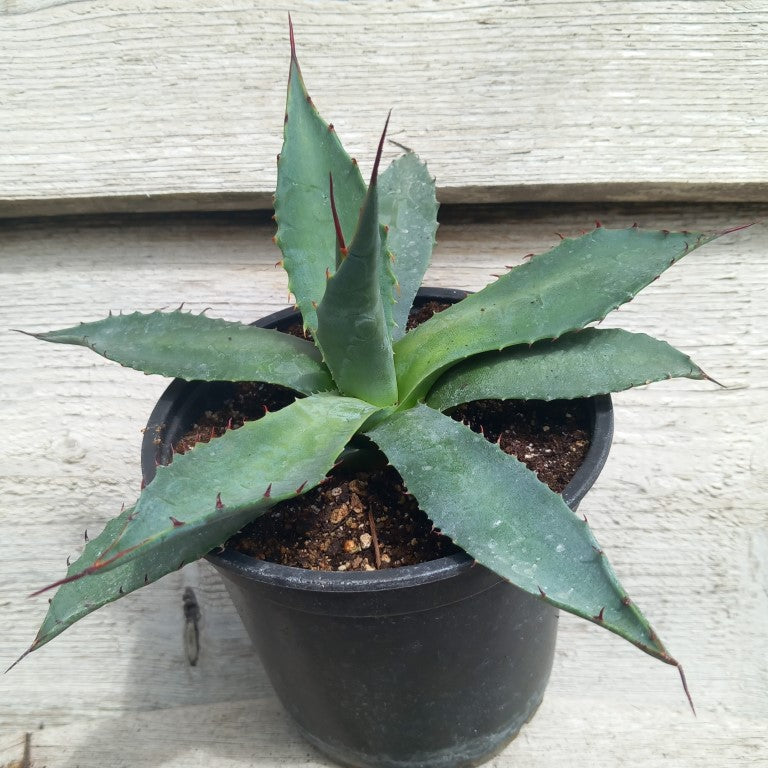 Agave montana pot 13 cm