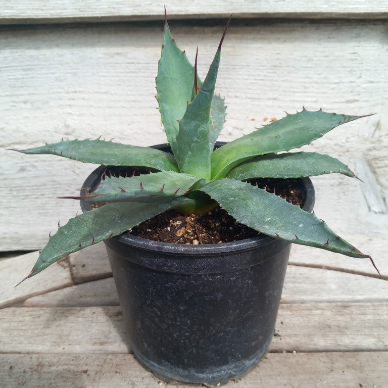 Agave montana pot 13 cm