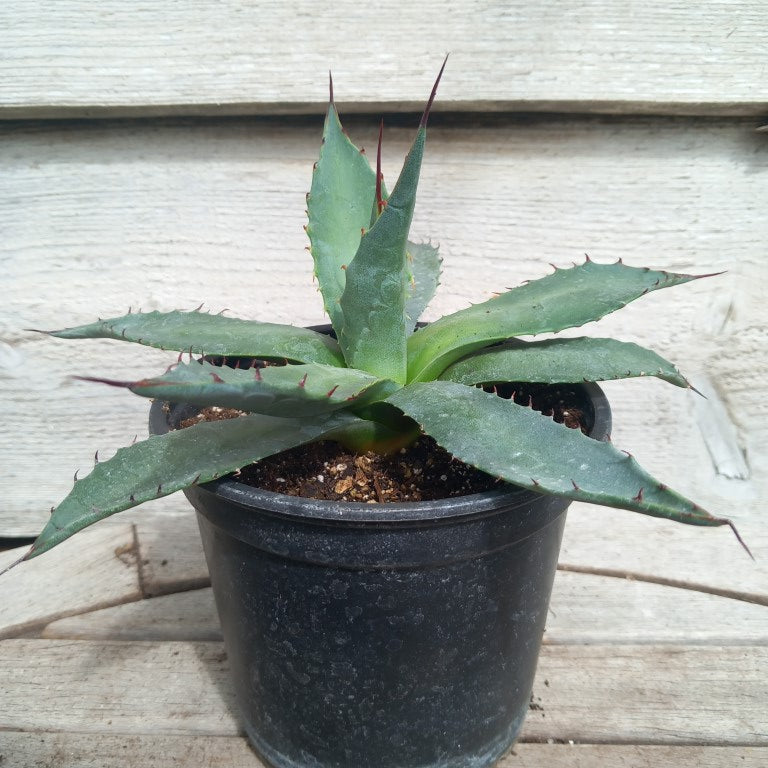 Agave montana pot 13 cm