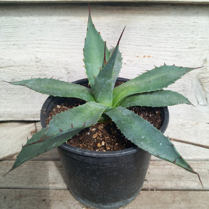 Agave montana pot 13 cm