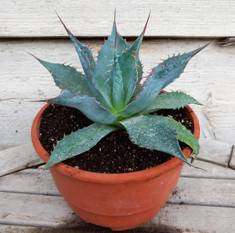 Agave parrasana, diam. 23  cm, pot Ø 19 cm (No. 2)