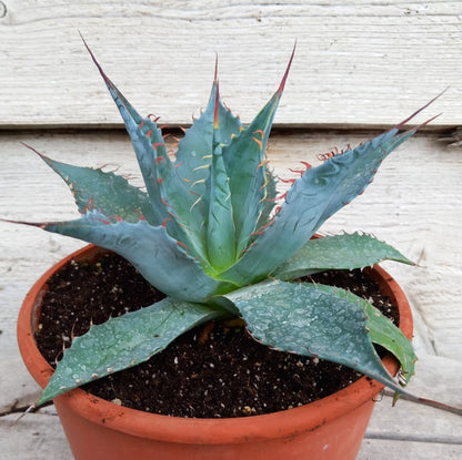 Agave parrasana, diam. 23  cm, pot Ø 19 cm (No. 2)
