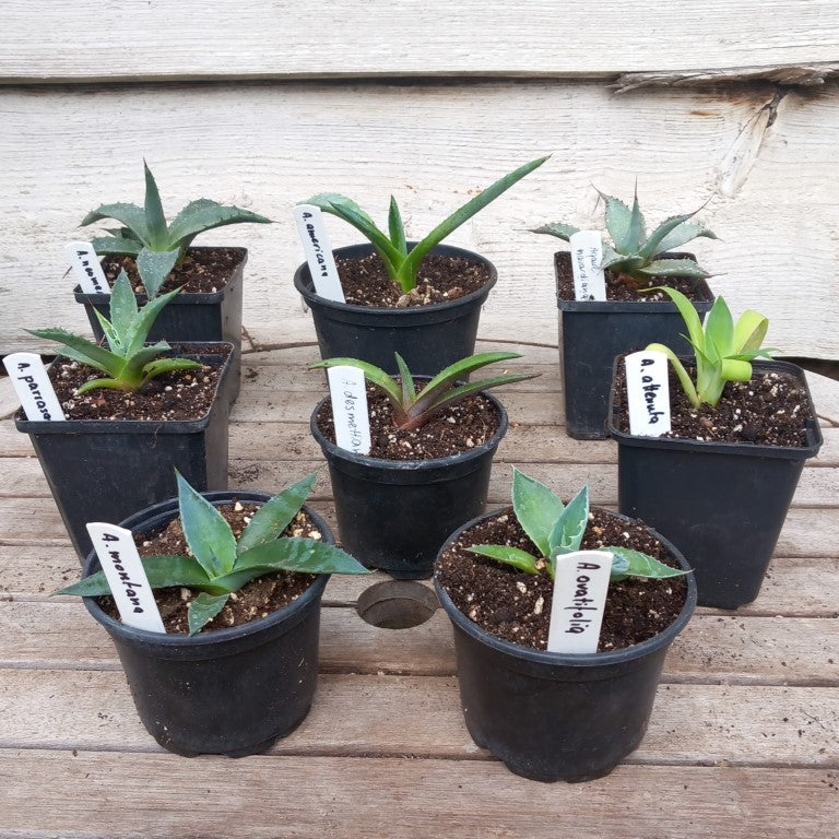 Starterskit small agave