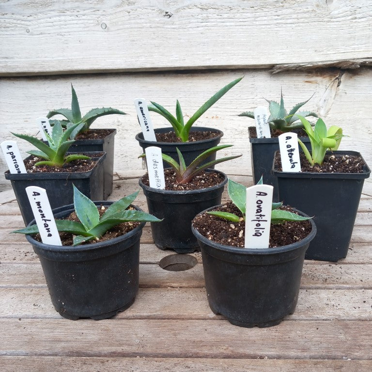 Starterskit small agave