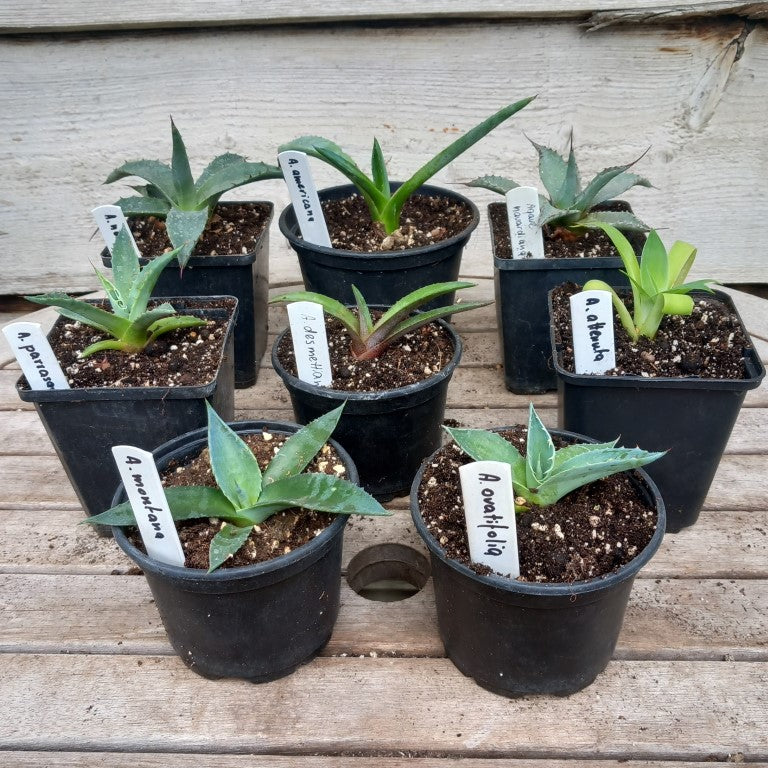 Starterskit small agave