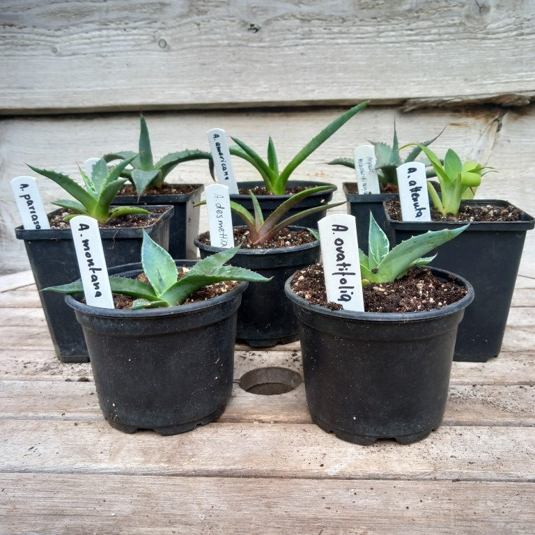 Starterskit small agave